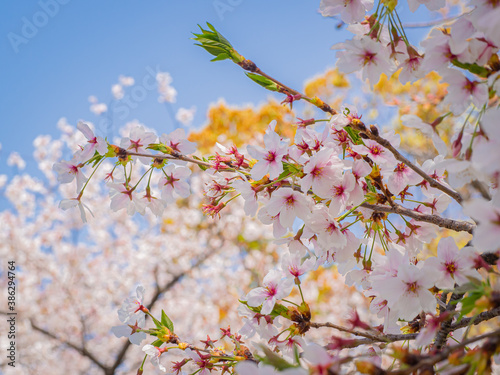 【大阪】桜ノ宮にある満開の桜