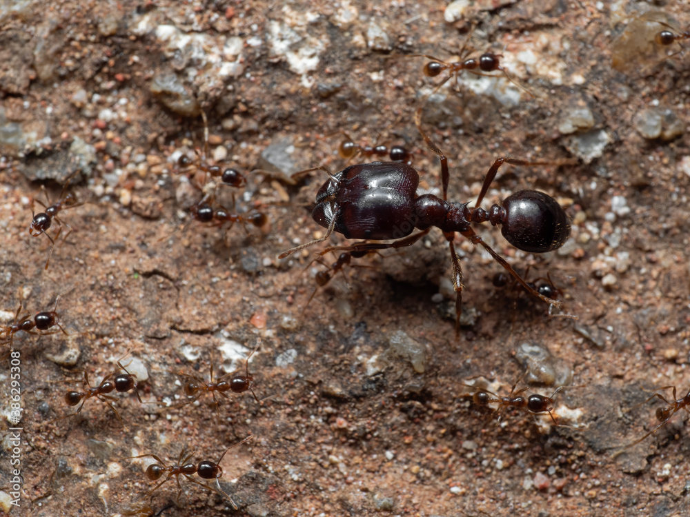 Macro Photo of Soldier Big Headed Ant with Group of Worker Ants Macro Photo of Soldier Big Headed Ant with Group of Worker Ants