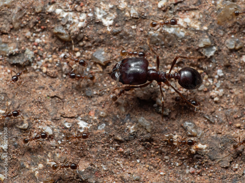Macro Photo of Soldier Big Headed Ant with Group of Worker Ants