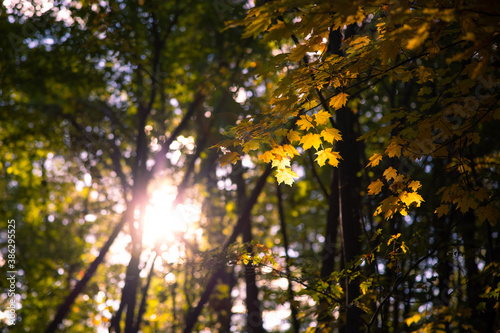 Sun shining through autumn forest with subtle lens flare during October at the Huntington Reservation in Ohio. 