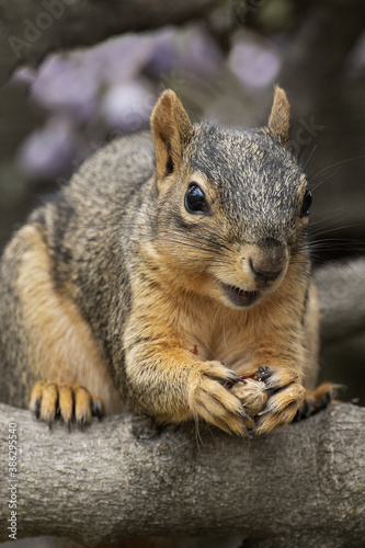 squirrel eating peanut nut on a branch and looks like it is smiling © Greg Wilson