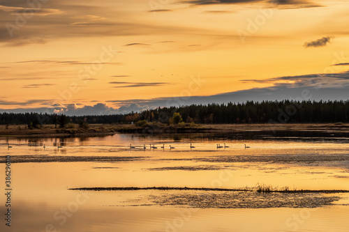 Swans on the lake in Finland at sunset
