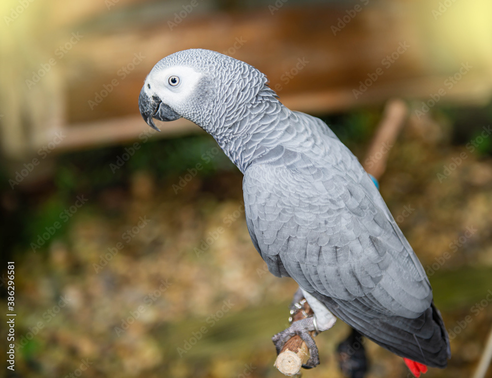 Obraz premium African gray parrot It has a red and short tail. That people bring it as pets in the house, light fair