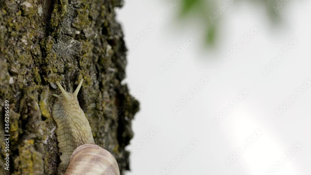 Closeup of a vineyard snail in summer time. Free space for a text Closeup of a vineyard snail in summer time. Free space for a text