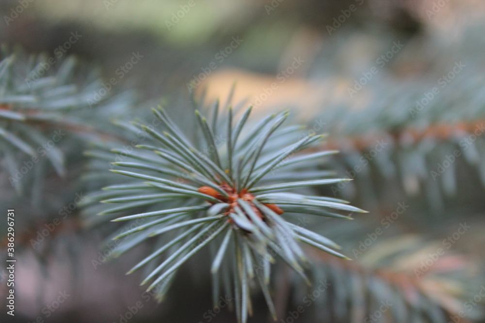 Spruce branches for the background, look like pine branches Spruce branches for the background, look like pine branches
