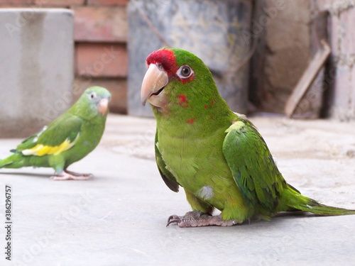 loro en el patio de la casa