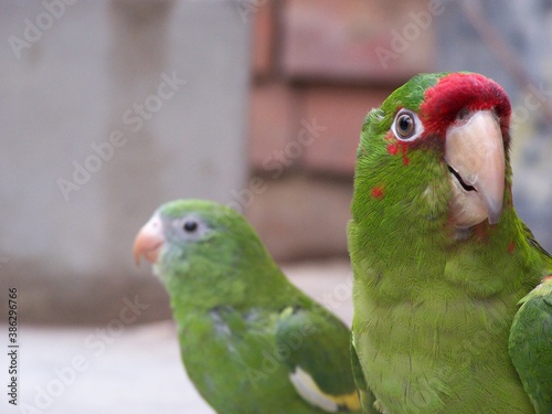 loro en el patio de la casa