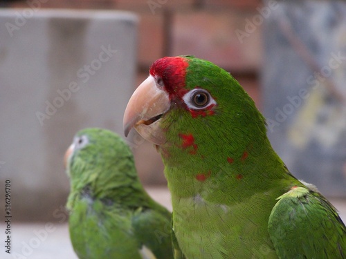 loro en el patio de la casa
