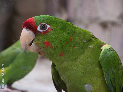 loro en el patio de la casa