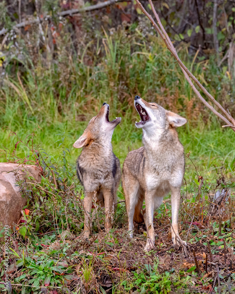 Two Coyotes Howling Together in the Woods Two Coyotes Howling Together in the Woods