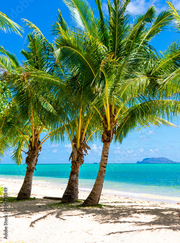 Fototapeta Naklejka Na Ścianę i Meble -  Coconut trees on the Beach at Secret Island in Oahu, Hawaii