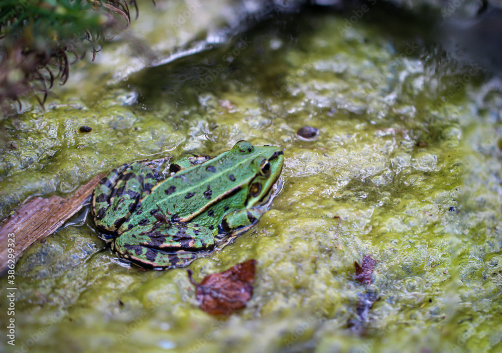 Nahaufnahme eines grünen Teichfrosch. Nahaufnahme eines grünen Teichfrosch.