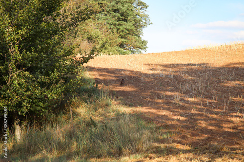 Ein Fasan stolziert am Rand eines Feldes entlang. © boedefeld1969