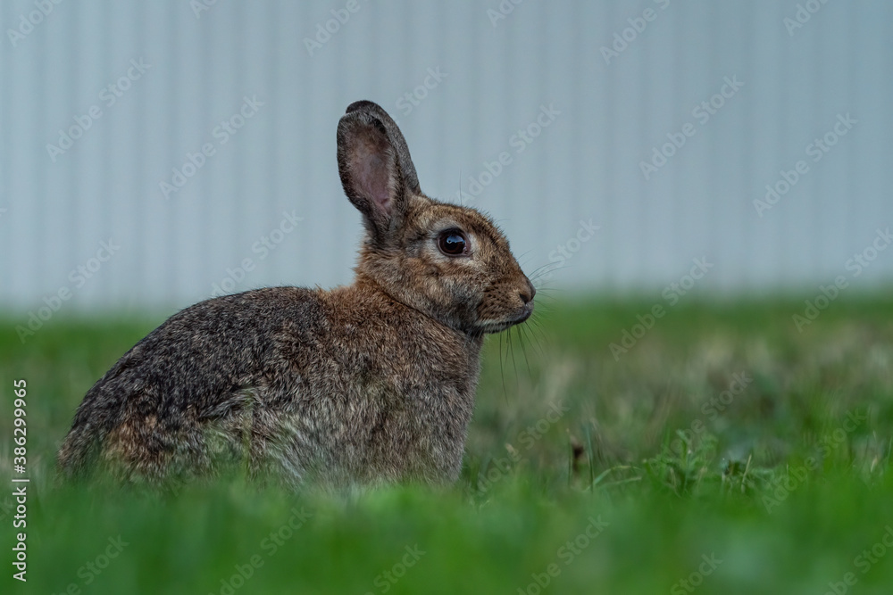 Fototapeta premium close up of one cute brown rabbit on green grasses with small piece of grass in its mouth