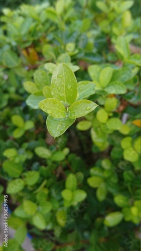 green leaves in the water