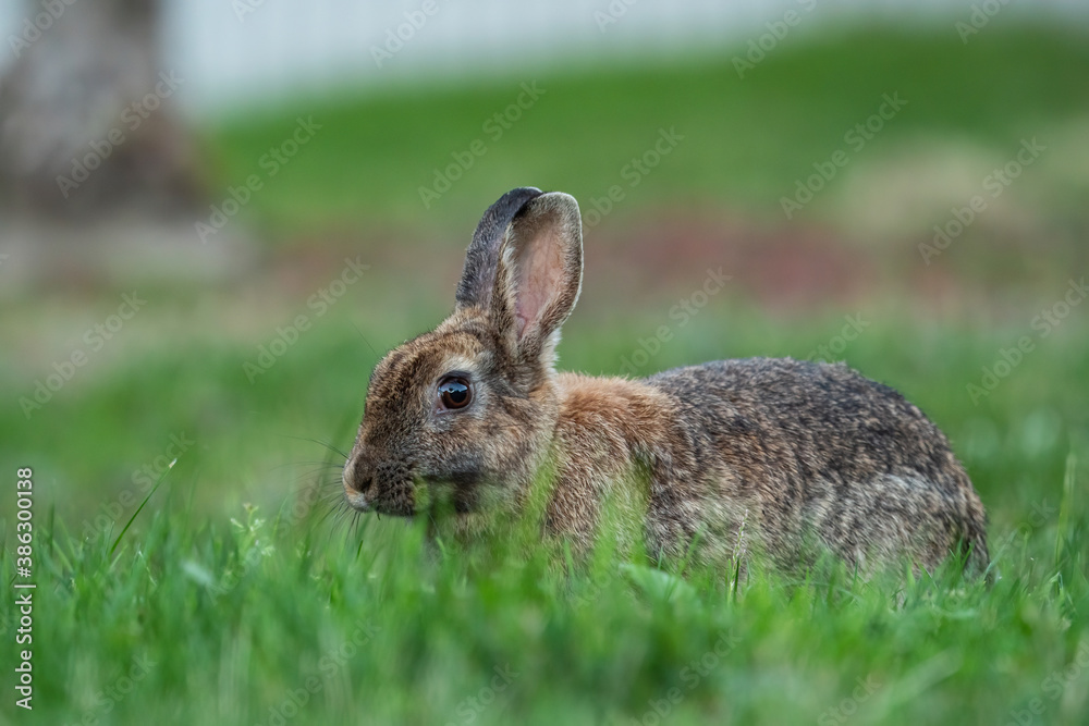Fototapeta premium close up of one cute brown rabbit laying on green grass field eating
