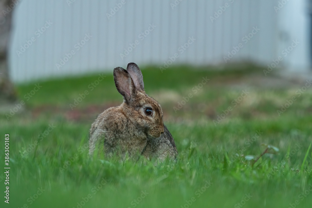 Fototapeta premium one cute grey rabbit sitting on green grasses cleaning its fur
