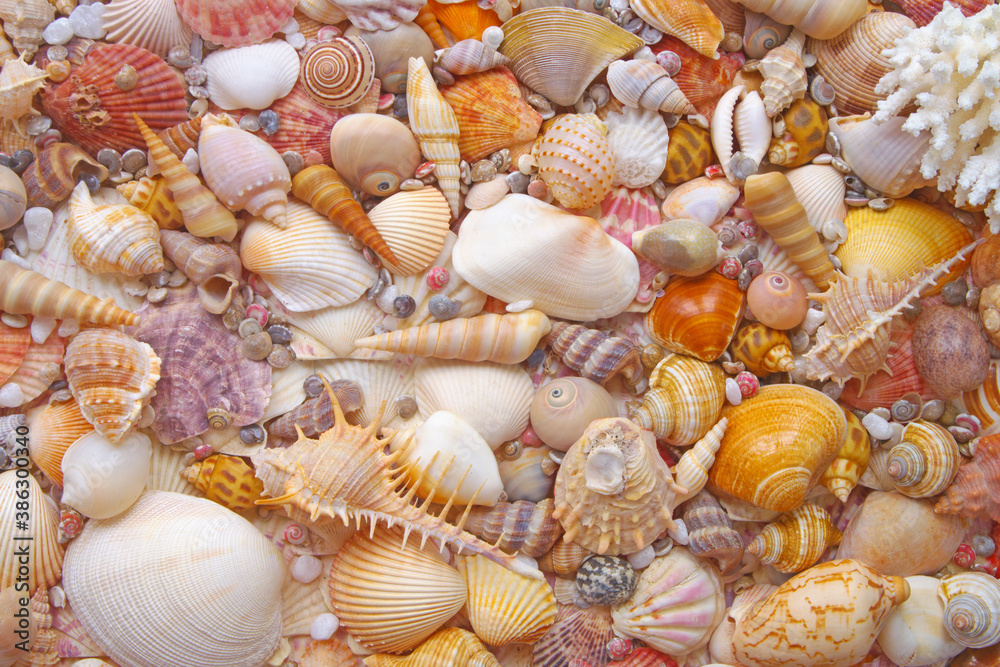 Colorful seashells and corals background