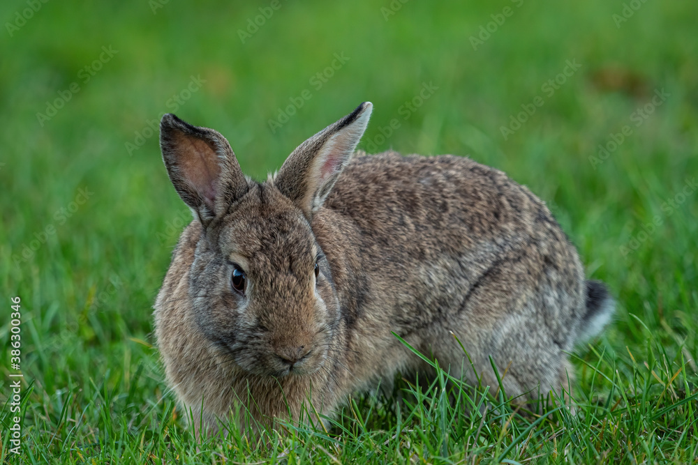 close up of a chubby brown rabbit sitting on green grasses close up of a chubby brown rabbit sitting on green grasses