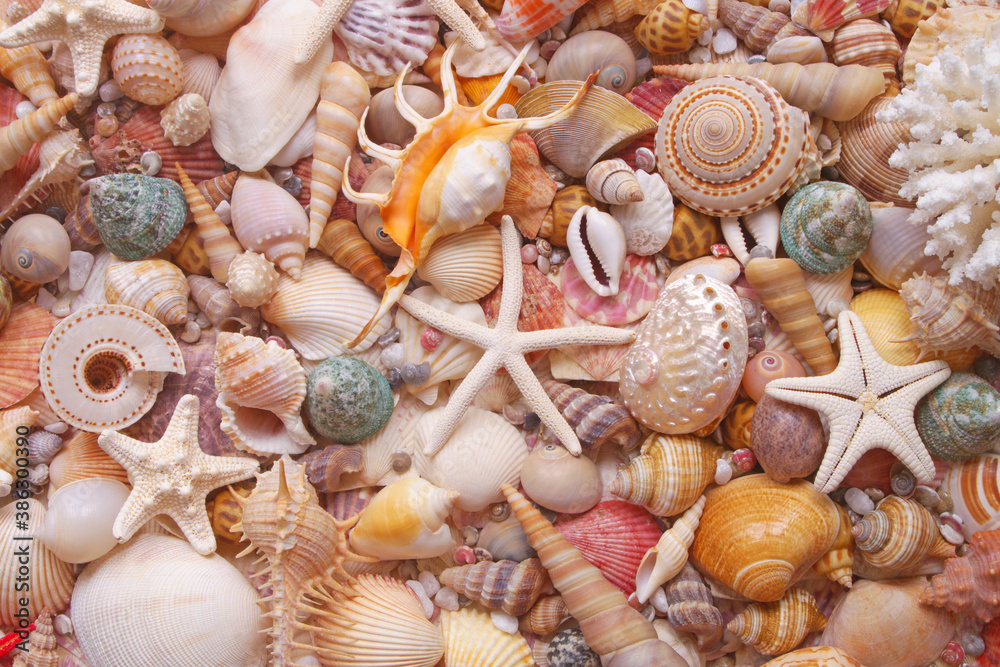 Starfishes and seashells background	