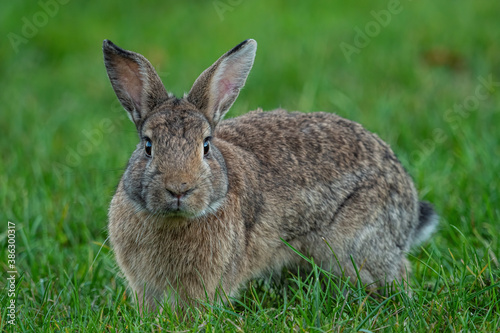 close up portrait of a cute brown rabbit standing on green grasses staring at you © Yi