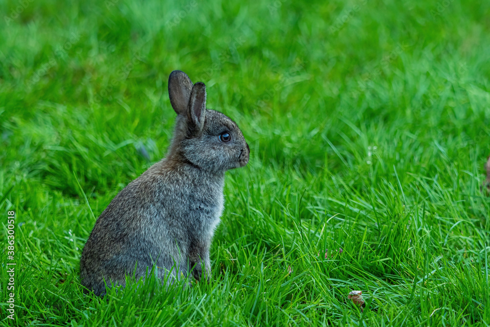 side portrait of a cute grey bunny sitting on green grass under the shade side portrait of a cute grey bunny sitting on green grass under the shade