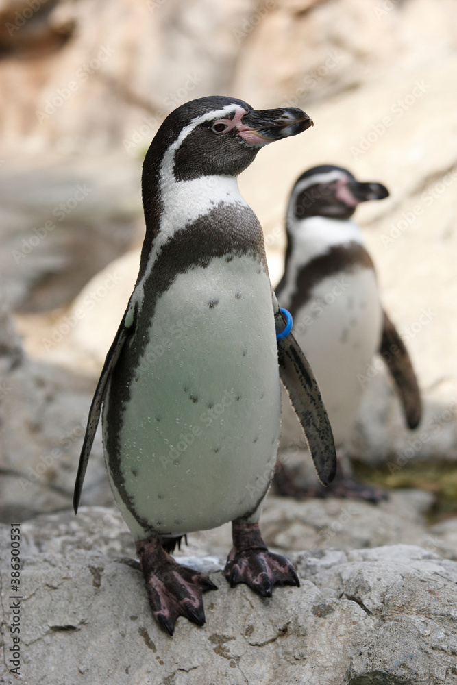 Fototapeta premium フンベルトペンギン