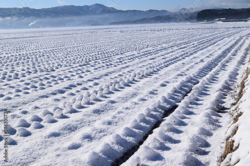 雪が積もった水田 山形県