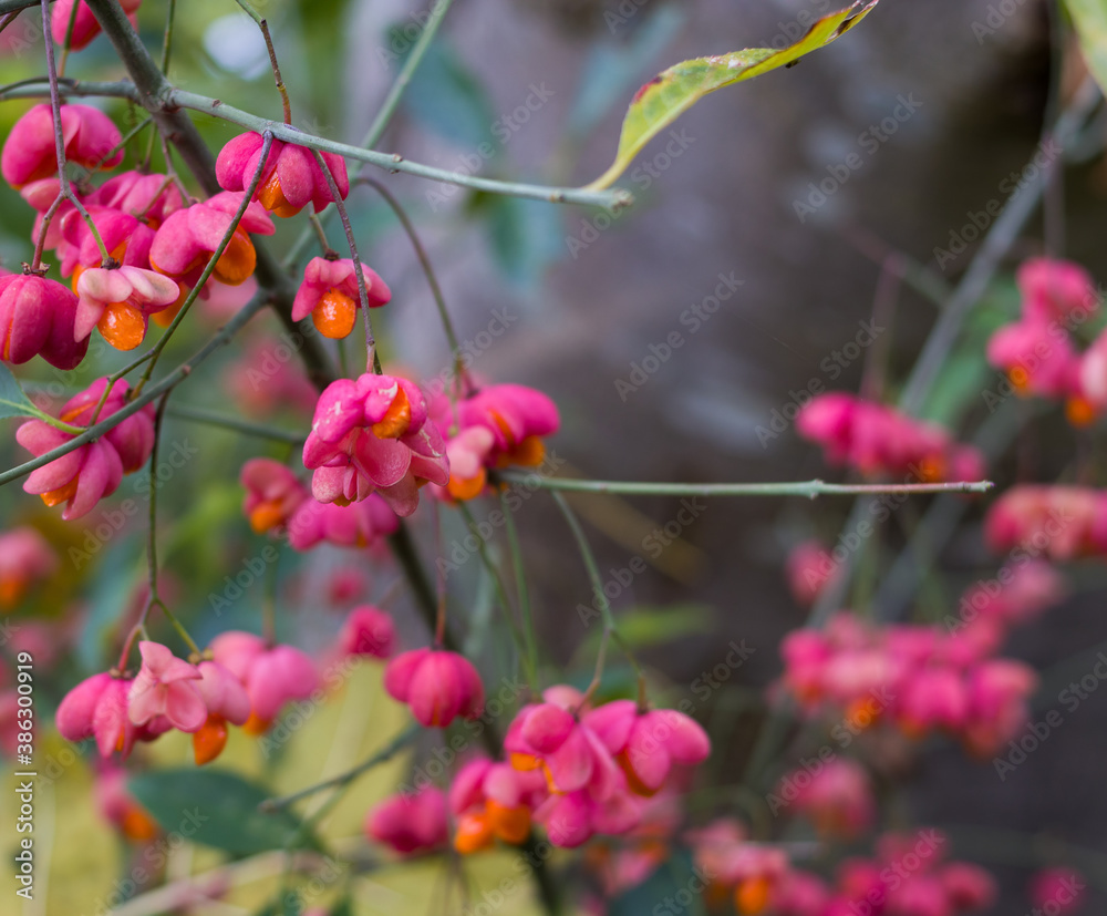 Close-up on a selected autumn plant. Close-up on a selected autumn plant.