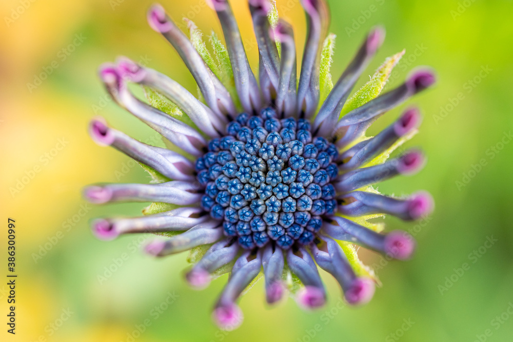 Obraz premium close up top view of one beautiful purple blooming African daisy in the garden with blurry green grass background