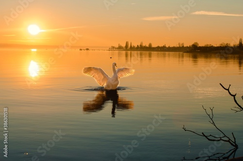 Fototapeta Naklejka Na Ścianę i Meble -  Golden Swan