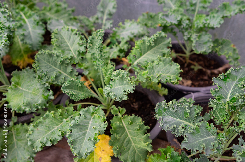 green curly kale plant in a vegetable garden green curly kale plant in a vegetable garden