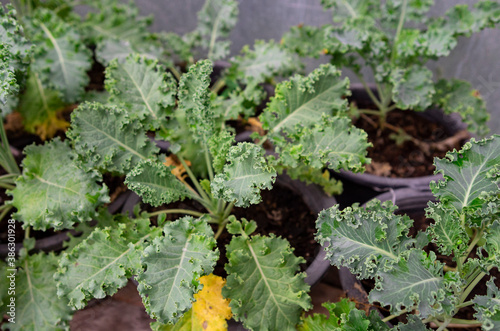  green curly kale plant in a vegetable garden