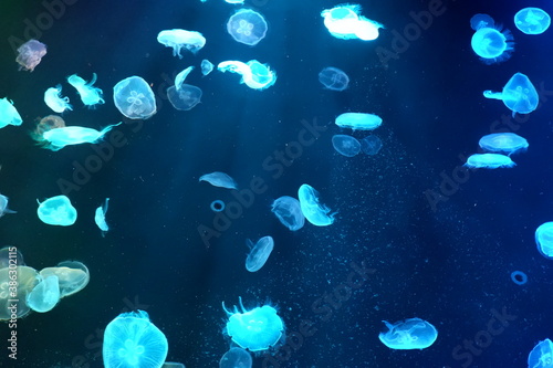 Mysterious jellyfish