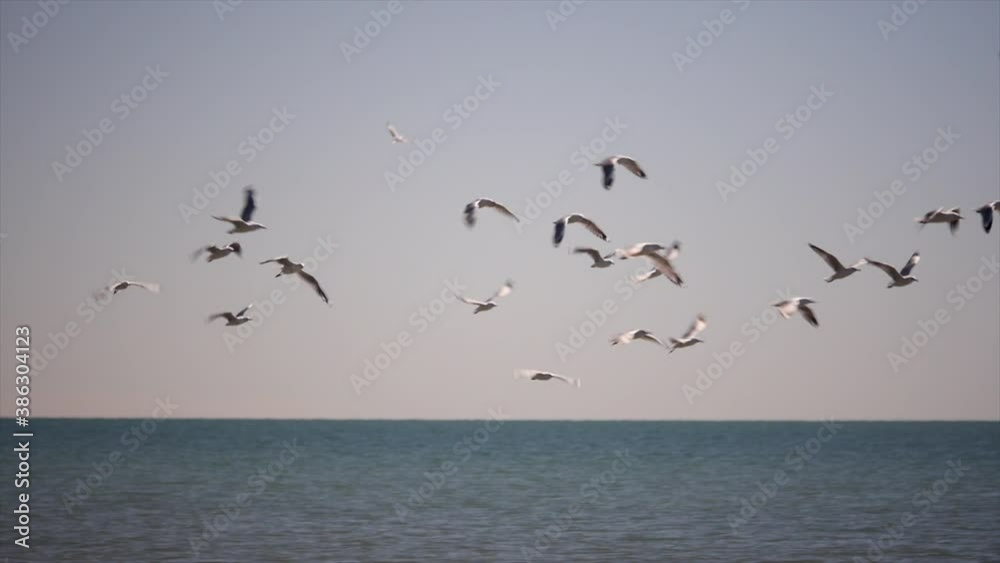 Seagulls flying over ocean on beautiful sunny day in slo motion Seagulls flying over ocean on beautiful sunny day in slo motion