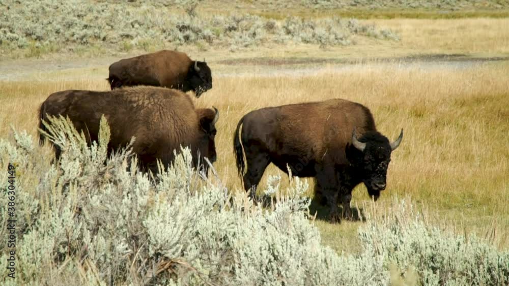 Buffalo (Bison) foraging in the valleys of Yellowstone National Park Buffalo (Bison) foraging in the valleys of Yellowstone National Park