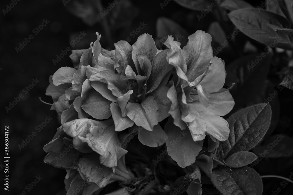 2020-10-18 A RED AZALEA IN BLACK AND WHITE 2020-10-18 A RED AZALEA IN BLACK AND WHITE