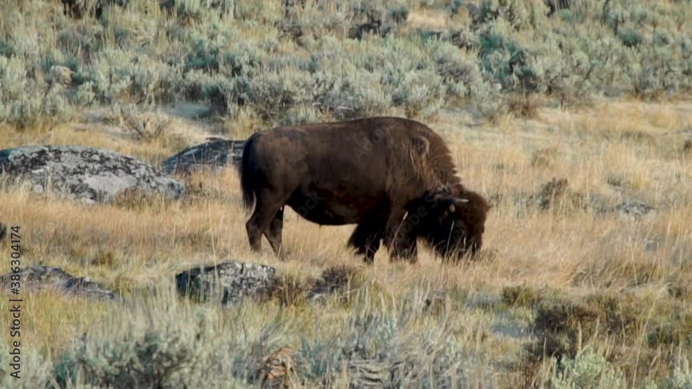 Buffalo (Bison) forage on a hillside meadow in Yellowstone National Park Buffalo (Bison) forage on a hillside meadow in Yellowstone National Park