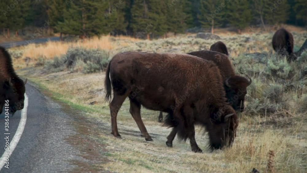 Buffalo (Bison) cross the road creating a traffic jam to visitors in Yellowstone National Park Buffalo (Bison) cross the road creating a traffic jam to visitors in Yellowstone National Park