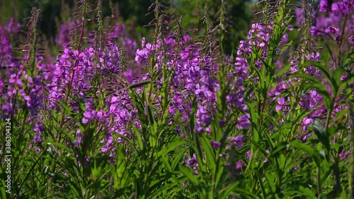 Blooming Ivan-tea on a Sunny July day. Russia photo