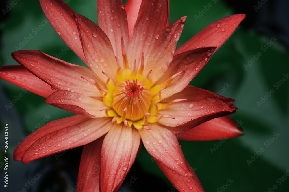 photo of red lotus in the garden