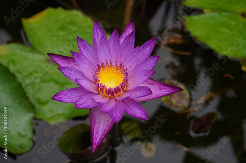 photo of lotus purple in the garden