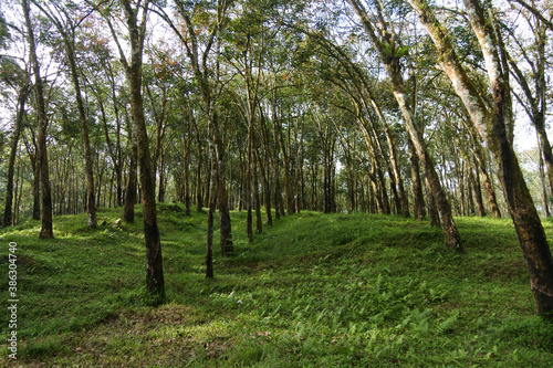 The view around Kalibendo plantation in Banyuwangi East Java Indonesia