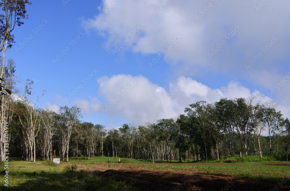 The view around Kalibendo plantation in Banyuwangi East Java Indonesia The view around Kalibendo plantation in Banyuwangi East Java Indonesia