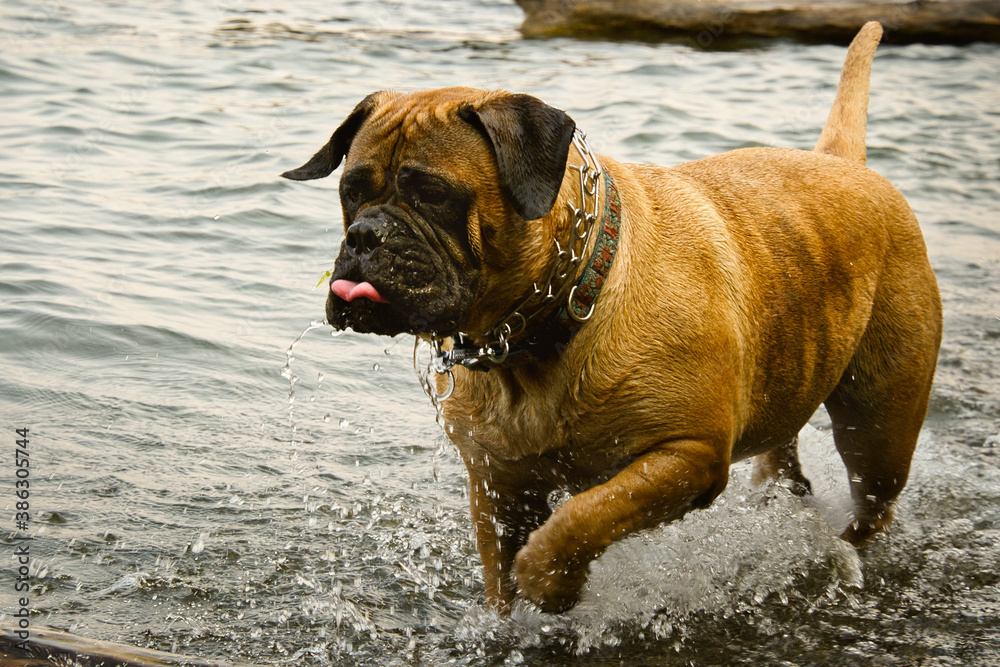 2020-10-18 A BULLMASTIFF RUNNING IN WATER STICKING ITS TOUNGE OUT 2020-10-18 A BULLMASTIFF RUNNING IN WATER STICKING ITS TOUNGE OUT