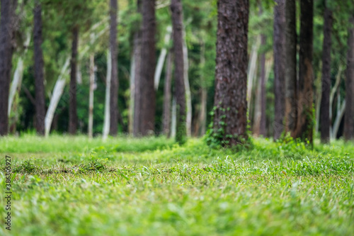 Blurred landscape image of pine trees and grass lawn in the forest