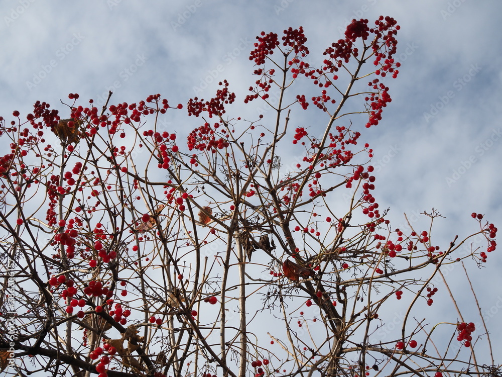 Red Viburnum berries in the tree, autumn sunny day Red Viburnum berries in the tree, autumn sunny day