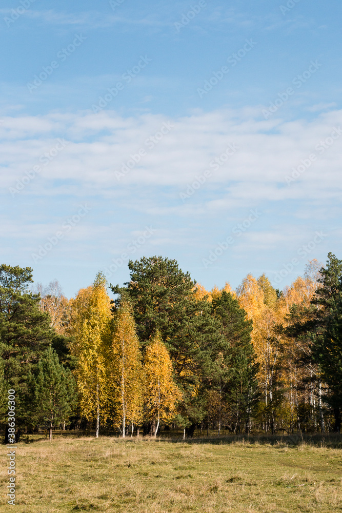 Scenery. Sunny, bright, autumn day. A meadow with old grass. In the distance there is a forest with yellow deciduous trees and green pines. Above the horizon there is a blue sky with white clouds.