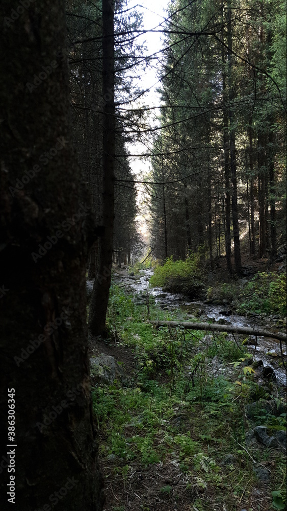 Fototapeta premium morning in the forest
