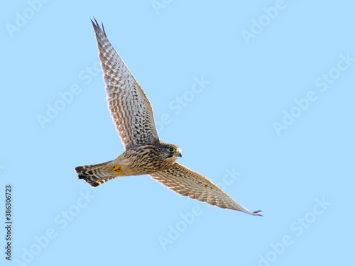 Foto Common kestrel (Falco tinnunculus)